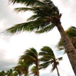 Coconut palm trees with windblown fronds under a cloudy sky evoke a peaceful atmosphere, perfect for contemplating the benefits of commercial cleaners and office cleaning services.